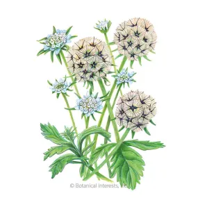 Starflower Scabiosa/Pincushion Flower Seeds